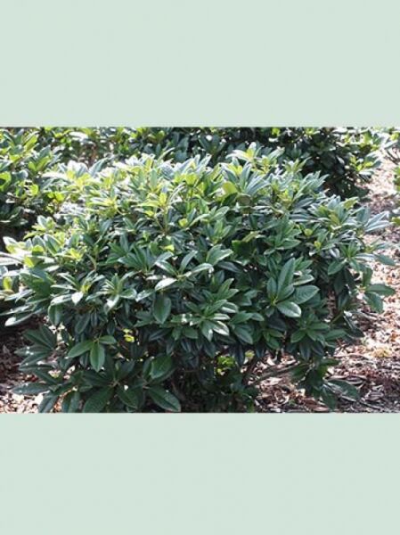 Rhododendron 'Berliner Liebe' / Rhododendron insigne 'Berliner Liebe'