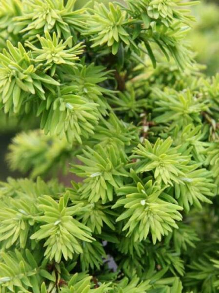 Kompakte Hemlocktanne 'Greenwood Lake' / Tsuga canadensis 'Greenwood Lake'