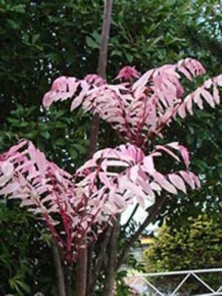 Chinesischer Surenbaum / Toona sinensis