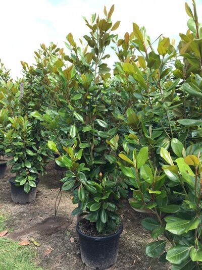 Großblütige Magnolie 'Goliath' / Magnolia grandiflora 'Goliath'