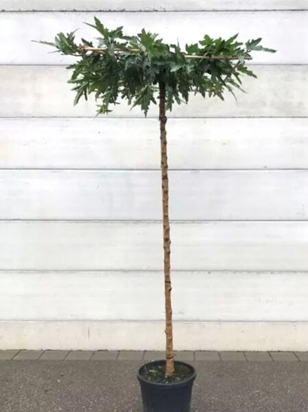 Morus nigra / Schwarzer Maulbeerbaum als Dachspalier (Dachform), Containerpflanze mit geradem Stamm und flacher Krone