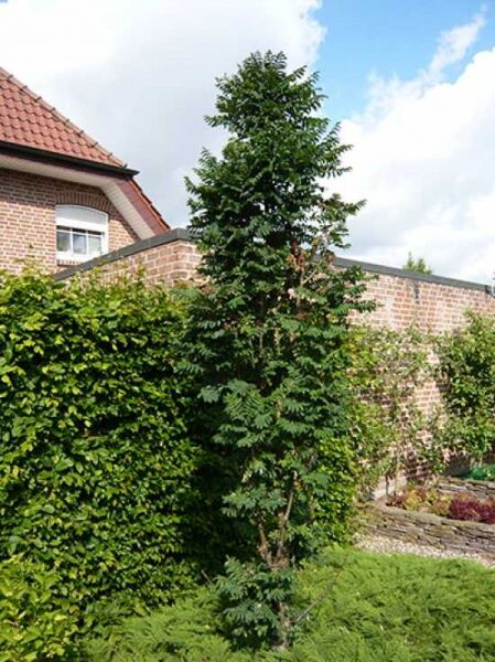 Sorbus aucuparia 'Fastigiata' (Säulen-Eberesche) als schlanker, aufrechter Baum mit gefiederten, grünen Blättern im Garten.