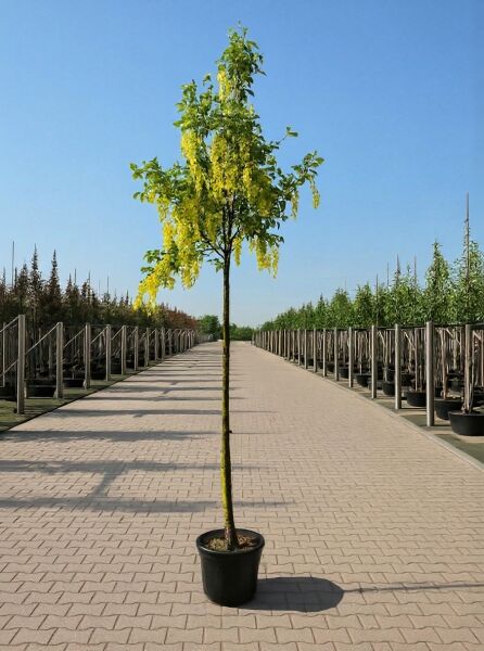Laburnum anagyroides (Gewöhnlicher Goldregen) Hochstamm 8-10 StU im Container, mit gelben Blütentrauben und grünem Laub.