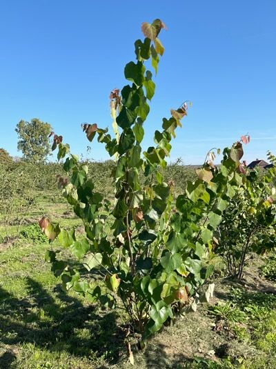 Amerikanischer Judasbaum / Kanadischer Judasbaum &#039;mehrstämmig&#039; / Cercis canadensis