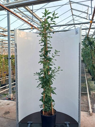 Garrya thurettii Becherkätzchen, immergrüner Strauch mit aufrechtem Wuchs im Topf, 175–200 cm, C20