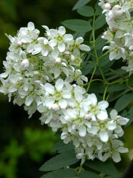 Sorbus cashmiriana / Kaschmir-Eberesche