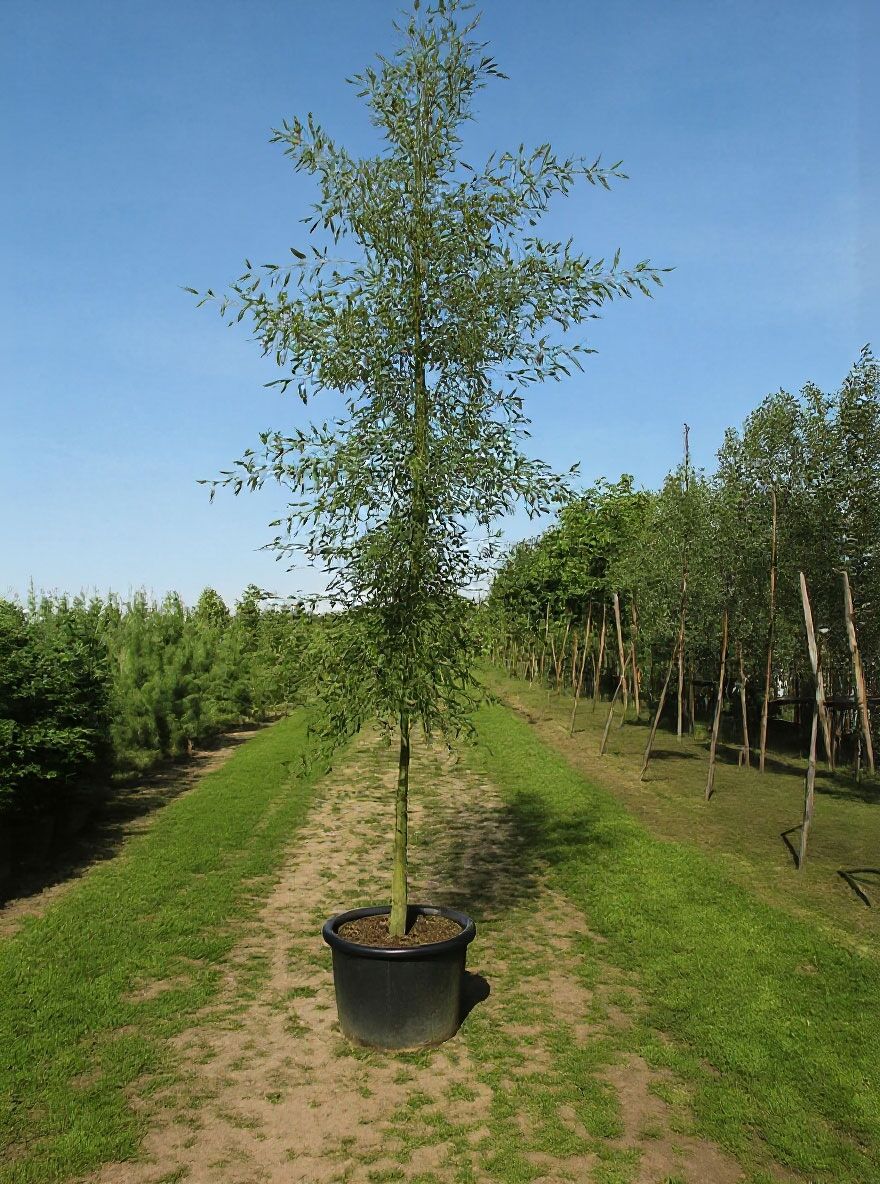 Bambus-Erle - Alnus glutinosa 'Imperialis' - Baumschule NewGarden