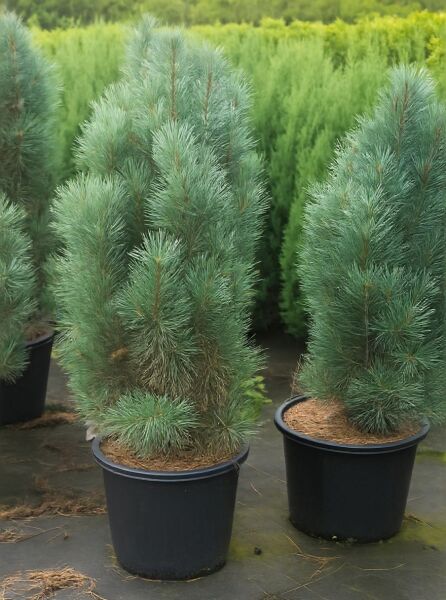 Pinus sylvestris 'Fastigiata' / Säulen-Kiefer 125-150 cm C35, kompakt aufrecht wachsend im schwarzen Pflanztopf mit Nadeln