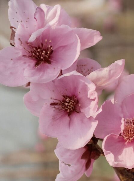 Zierpfirsich 'Spring Glow' - Prunus persica 'Spring Glow' - Baumschule ...