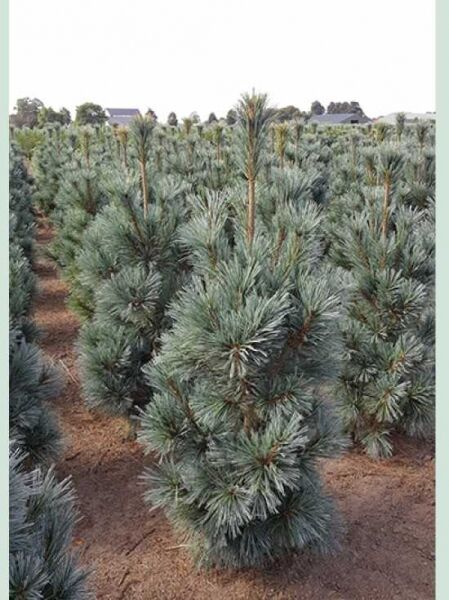 Pinus flexilis 'Vanderwolf's Pyramid' / Biegsame Kiefer 'Vanderwolf's Pyramid' 150-175 cm m. B., buschiger Nadelbaum im Feldbestand