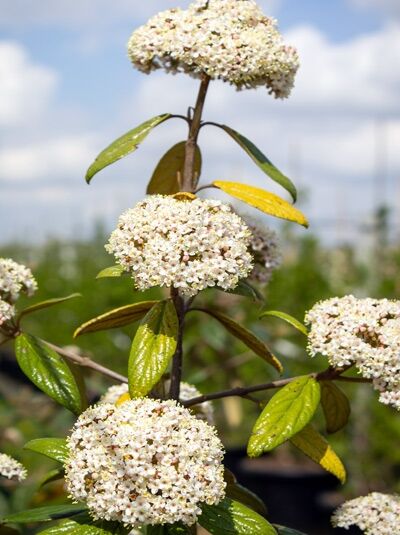 Prager Schneeball 'Pragense' / Viburnum 'Pragense'