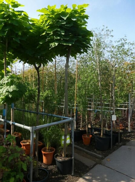 Kugel-Trompetenbaum (Catalpa bignonioides 'Nana') im Container, Hochstamm mit runder Krone, ca. 225 cm Stamm 10-12 StU
