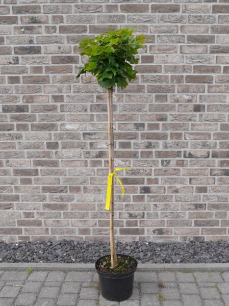 Acer platanoides 'Globosum' Kugel-Ahorn (Kugelbaum), 120 cm Stamm, C10 im Topf, Hochstamm mit kugelförmiger Krone und grünem Laub