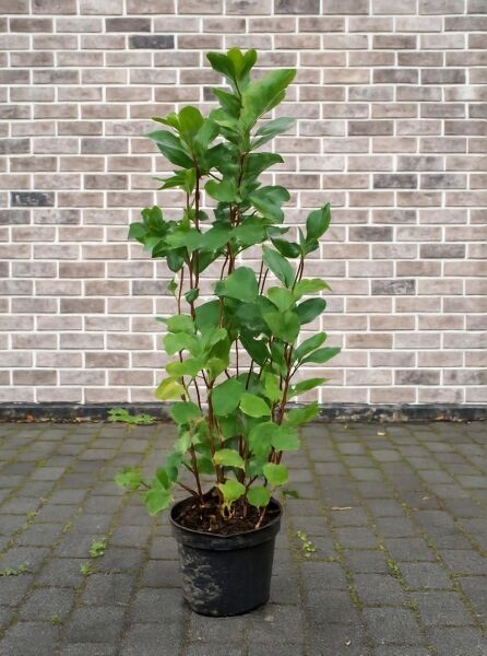 Aronia melanocarpa (Schwarzfrüchtige Apfelbeere) im Topf, 60–100 cm, Container C5, mehrtriebiger Strauch mit grünen Blättern.