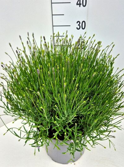 Lavandula angustifolia 'Hidcote Blue' / Echter Lavendel 'Hidcote Blue' 30-40 cm C7, buschige Pflanze im Topf mit Knospen