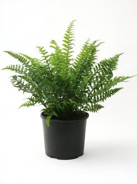 Polystichum tsus-simense (Schmaler Schildfarn) C3 im Topf, grünes Farnlaub mit aufrechten Wedeln.