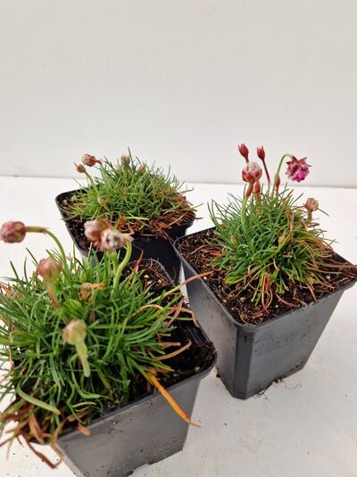 Grasnelke (Armeria maritima) 'Morning Star Deep Rose' im P9-Topf, polsterförmiger Wuchs mit schmalen Blättern und rosa Blüten.