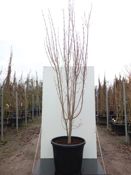 Streifen-Ahorn Acer davidii 'Viper'® 250-300 cm C110, mehrstämmiger junger Baum im Container mit kahlen Trieben.