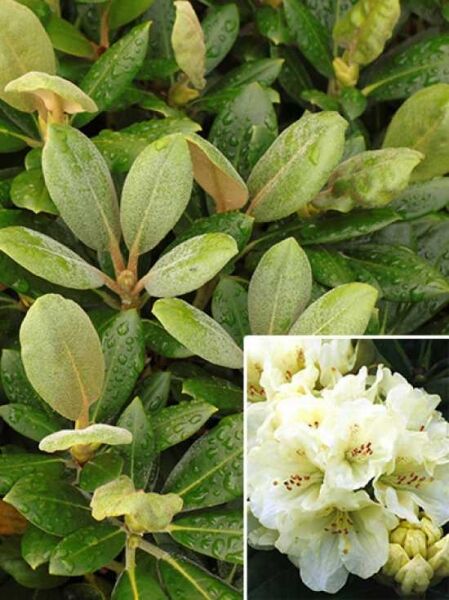 Rhododendron yakushimanum 'Lucinda' / Rhododendron 'Lucinda', Solitär, immergrüne Blätter und weiße Blütenstände, 70–80 cm Breite m. B.