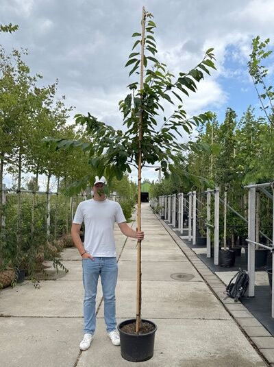 Prunus avium 'Kordia' / Süßkirsche 'Kordia' Hochstamm 8-10 StU im Container, junger Baum mit geradem Stamm und Krone im Topf