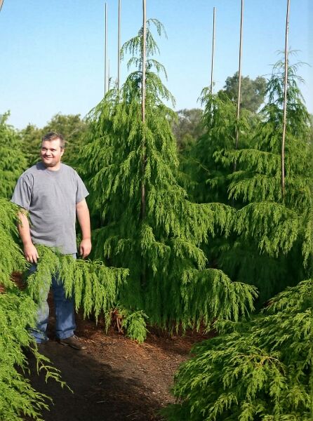 Hänge-Nootkazypresse (Chamaecyparis nootkatensis 'Pendula'), 250-300 cm, mit durchhängenden Trieben, am Stab angebunden.