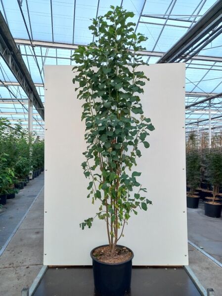 Amelanchier alnifolia 'Obelisk' (Säulen-Felsenbirne) 175-200 cm im C20-Container, schlanker aufrechter Wuchs mit grünem Laub.