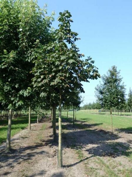 Gewöhnliche Rosskastanie (Aesculus hippocastanum) Hochstamm 25-30 StU mit durchgehendem Stamm und grüner Krone im Feldanbau