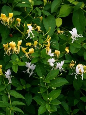 Japanisches Geiblatt 'Hall's Prolific' - Lonicera japonica 'Hall's  Prolific'