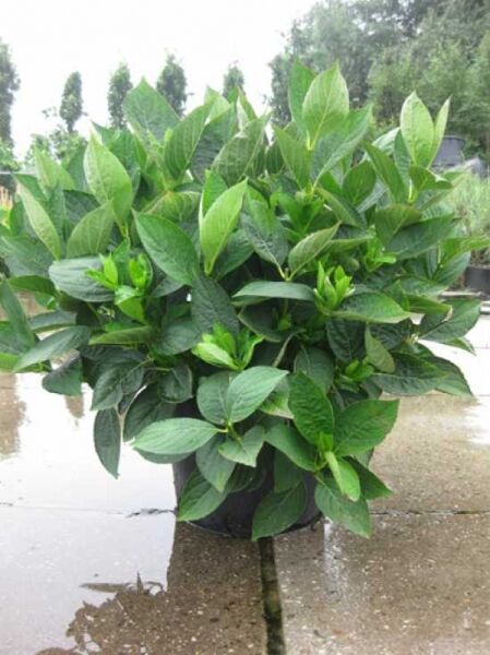 Teller-Hortensie 'Libelle' (Dragonfly') / Teller-Hortensie 'Libelle' (Dragonfly')