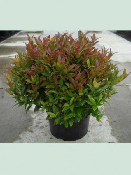 Traubenheide 'Zeblid' / Leucothoe axillaris 'Zeblid'