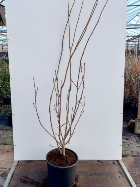 Tulpen-Magnolie 'Lennei Alba' (Magnolia soulangiana 'Lennei Alba') im Pflanzcontainer, mehrtriebiger Jungbaum ohne Laub.