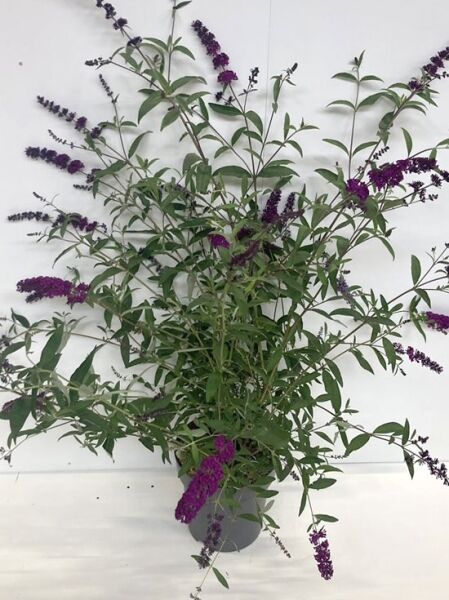 Buddleja davidii 'Royal Red' (Sommerflieder) 80-100 cm C12, Strauch im Topf mit grünen Blättern und purpurfarbenen Blütenrispen.