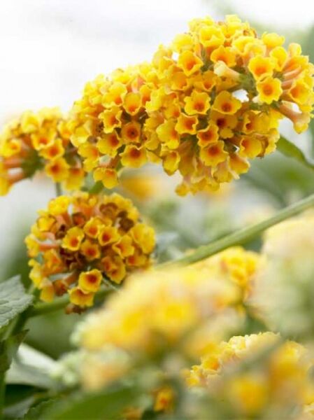 Sommerflieder 'Sungold' / Schmetterlingsstrauch 'Sungold' / Buddleja weyeriana 'Sungold'