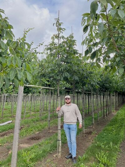 Dunkelrote Pavie (Aesculus pavia 'Atrosanguinea') Hochstamm 14-16 StU im Container, Baum mit Laubkrone an Stützpfahl