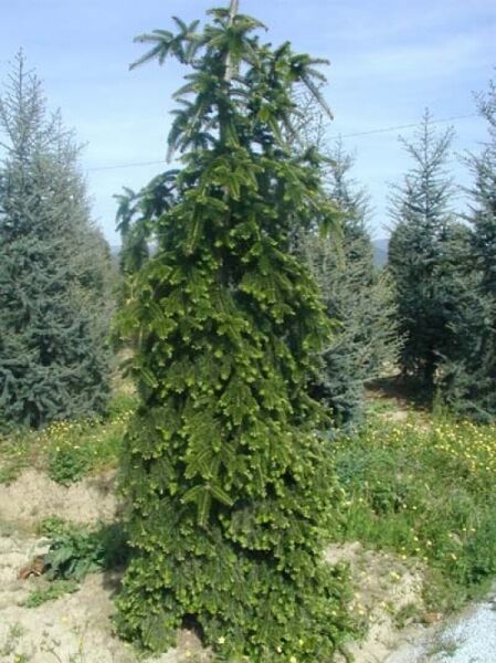 Hängende Nordmanns-Tanne (Abies nordmanniana 'Pendula') als hoher, schmaler Nadelbaum mit überhängenden Zweigen, 350–400 cm m. Db.