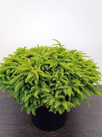 Nest-Fichte - Picea abies 'Nidiformis'