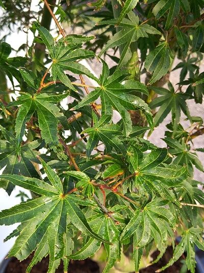 Karminroter Fächerahorn / Karminroter Fächerahorn