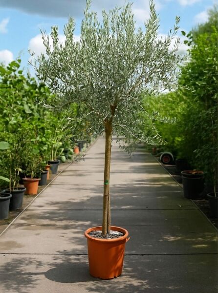 Olea europaea (Olivenbaum) Halbstamm 14-16 StU im C50-Topf, schlanker Stamm mit buschiger Krone und silbrig-grünem Laub.