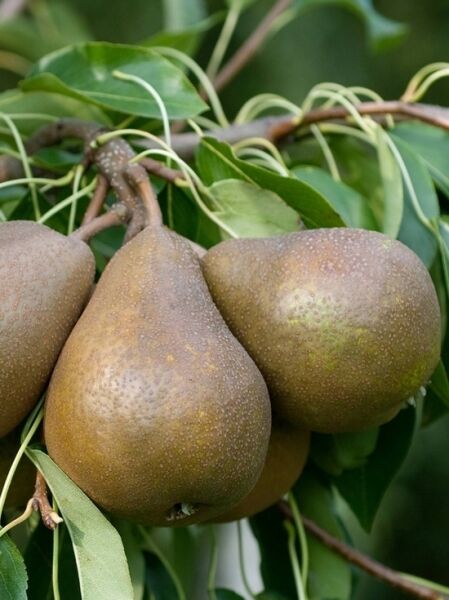 Birne 'Gute Graue' / Graue Sommerbutterbirne / Pyrus communis 'Gute Graue'