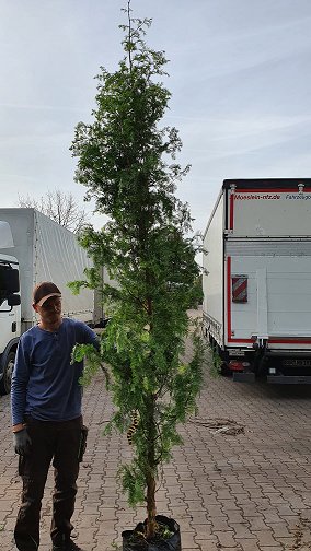 Urweltmammutbaum / Wasserlärche / Wassertanne  / Urweltmammutbaum / Wasserlärche / Wassertanne 