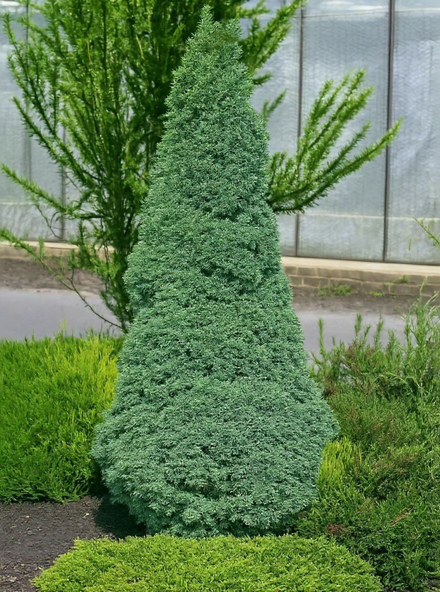 Blaue Zwerg-Zuckerhut-Fichte 'Sander's Blue' - Picea glauca 'Sander's Blue'