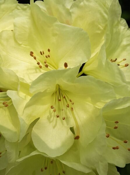 Rhododendron 'Ehrengold' / Rhododendron 'Ehrengold'