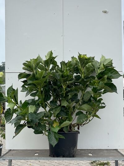 Bauern-Hortensie Hydrangea macrophylla 'Alpenglühen', 60–80 cm, C20, buschiger Strauch im Pflanzcontainer mit grünen Blättern.