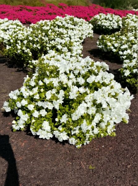Japanische Azalee (Rhododendron obtusum) 'Maischnee', Solitär, breit wachsender Strauch mit weißen Blüten, ca. 80–90 cm Breite
