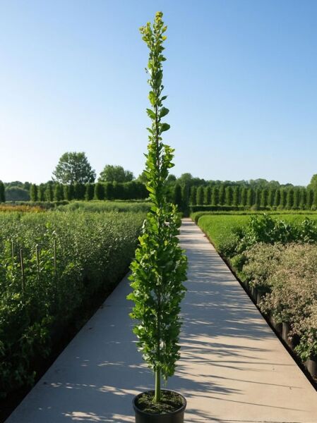Quercus robur 'Fastigiata' (Säulen-Eiche/Pyramiden-Eiche) 200-250 cm C35, schlanker aufrechter Stamm im Container mit Laub
