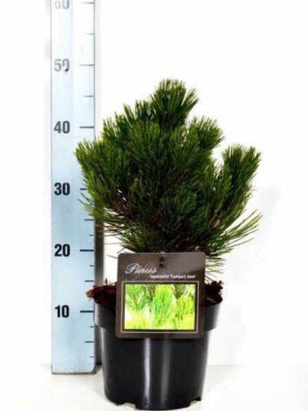 Pinus heldreichii 'Compact Gem' / Kompakte Schlangenhautkiefer / Zwerg-Schlangenhautkiefer