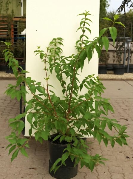 Sternchenstrauch Deutzia hybrida 'Strawberry Fields' im C20-Topf, 125–150 cm, mehrtriebiger Strauch mit grünem Laub.