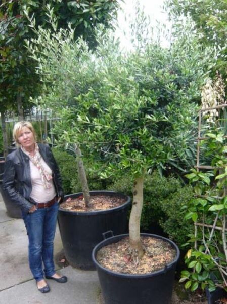 Olea europaea (Olivenbaum/Echter Ölbaum) Halbstamm 20-25 STU C110 im schwarzen Pflanzkübel mit grauem Stamm und grüner Krone