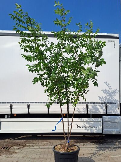Samthaarige Stinkesche / Bienenbaum / Honigesche 300-350 cm mehrstämmig / Samthaarige Stinkesche / Bienenbaum / Honigesche 300-350 cm mehrstämmig