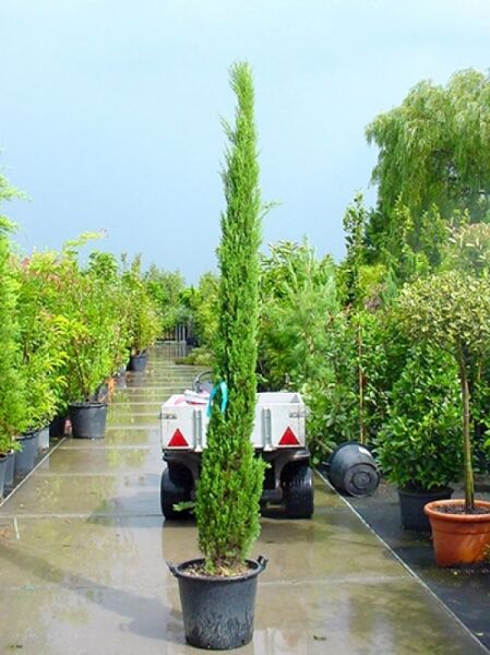 Mittelmeer-Zypresse / Säulen-Zypresse / Mittelmeer-Zypresse / Säulen-Zypresse